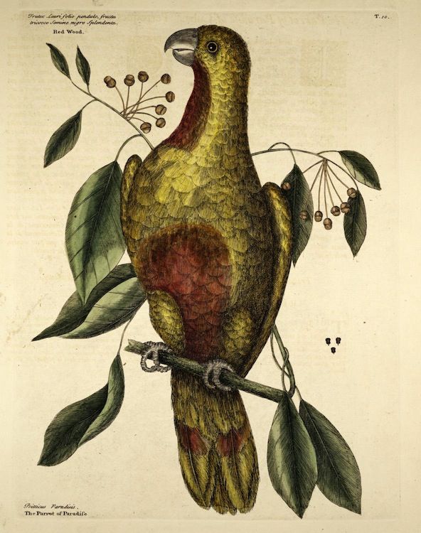 Vintage botanical illustration of a bird perched on a branch with leaves and berries.