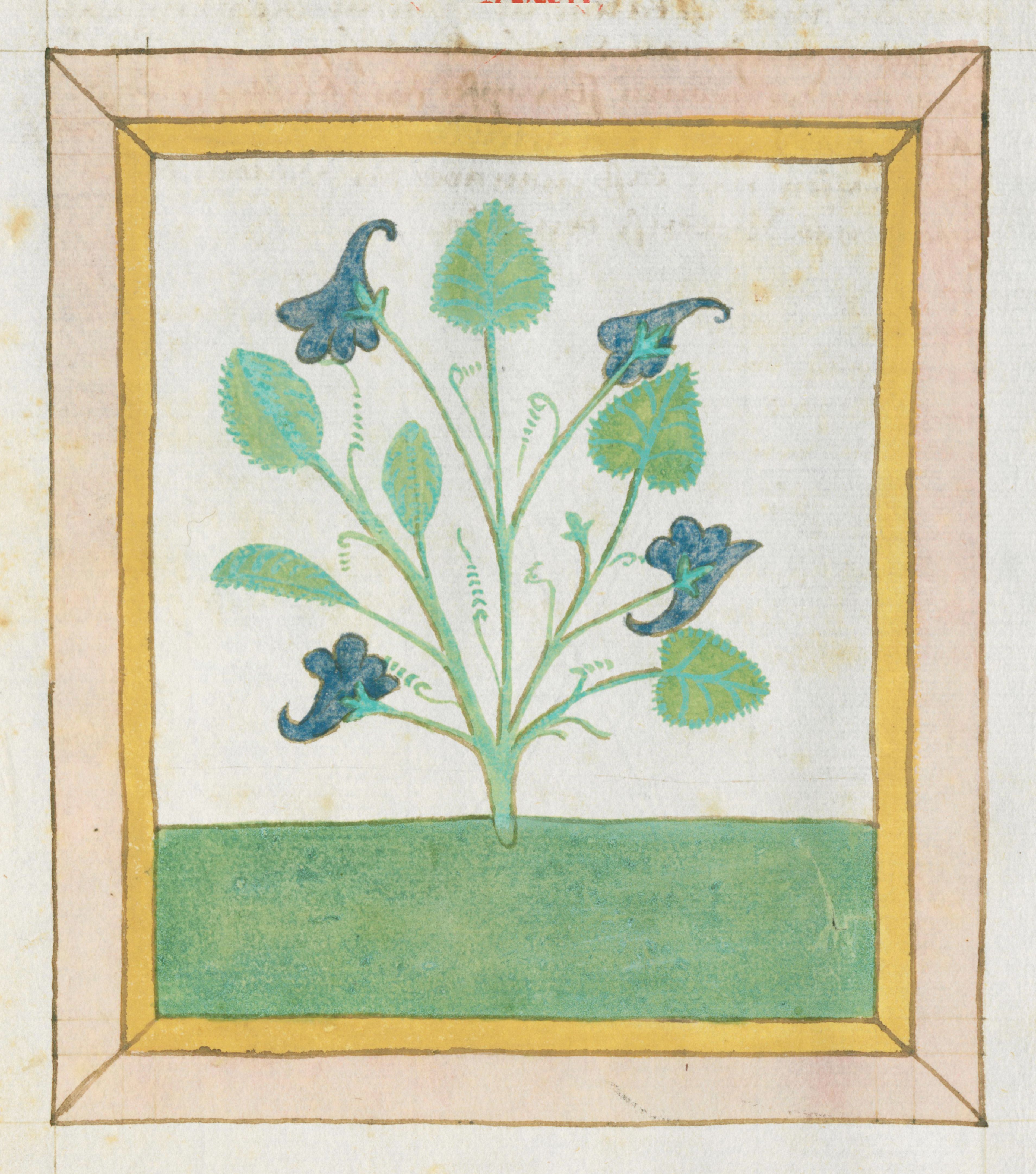 A medieval botanical illustration of a plant with green leaves and dark blue flowers, framed by a red and gold border.