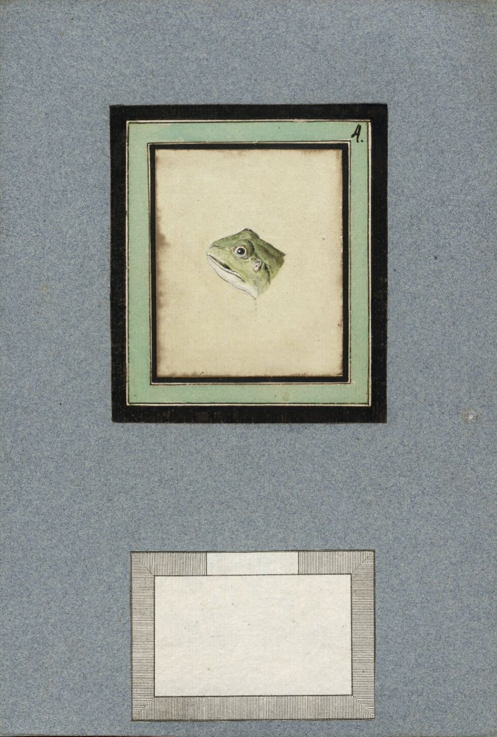 Vintage illustration of a frog's head in a nested frame.