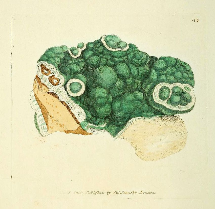 Vintage watercolor illustration of a green sea anemone with white and brown details, published in London in 1803.