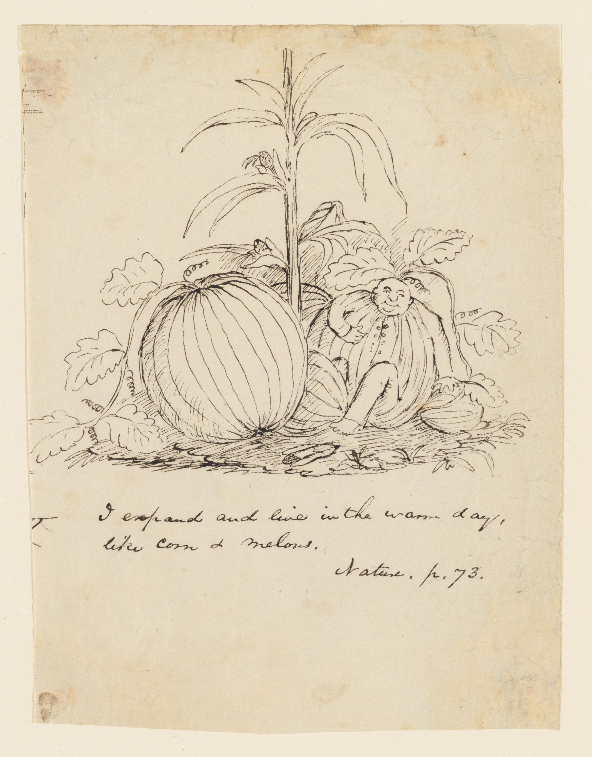 A vintage drawing of corn and a melon with a small figure emerging from the plant, accompanied by handwritten text.