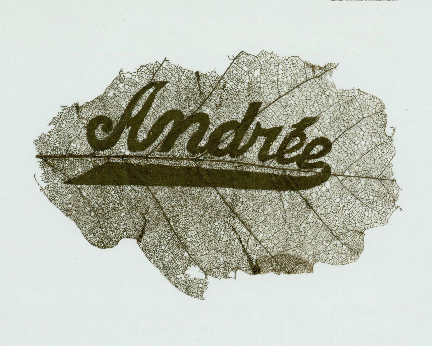 A dried leaf with the word "Andrée" written across it in cursive.