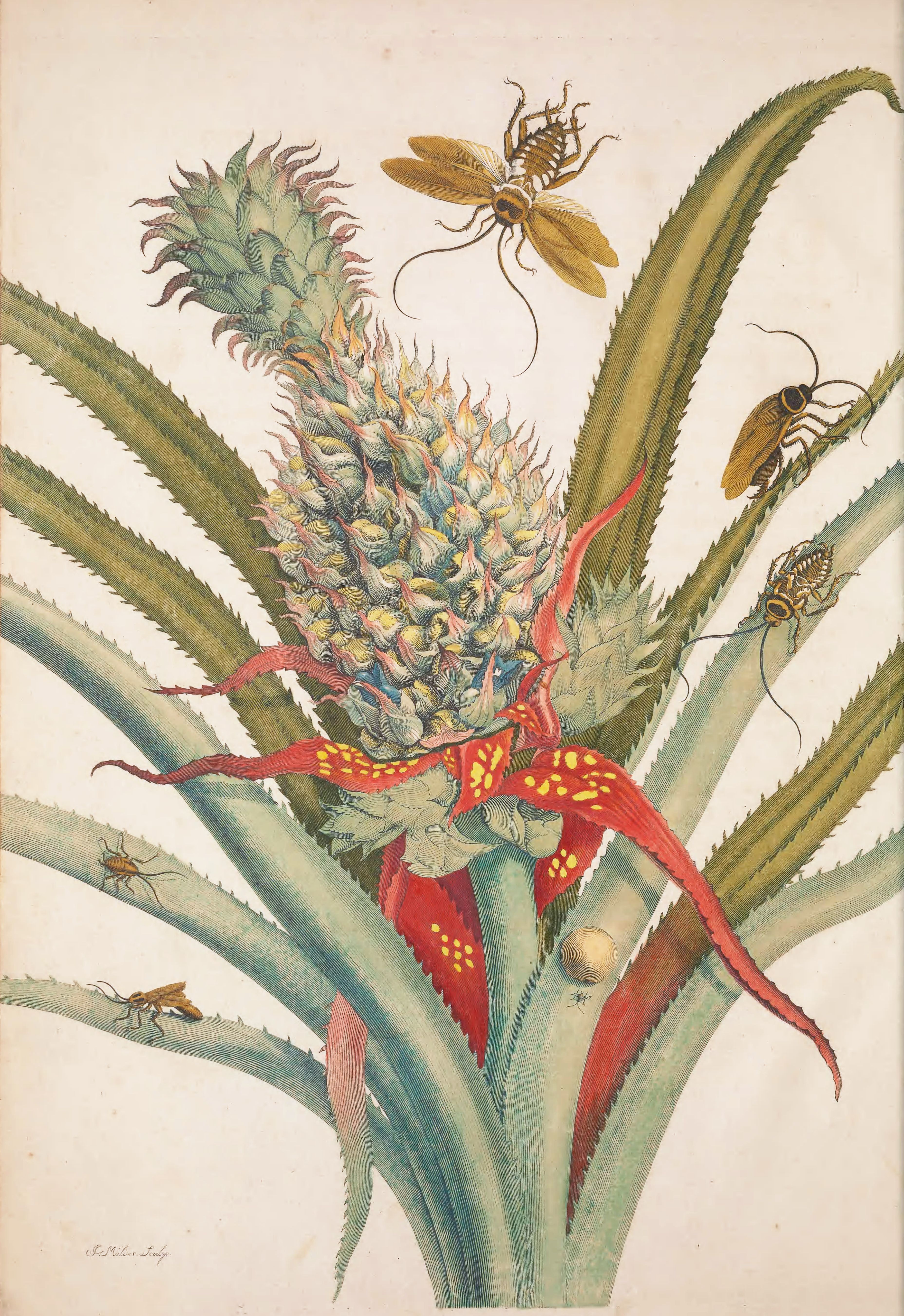 Vintage botanical illustration of a pineapple plant with insects.