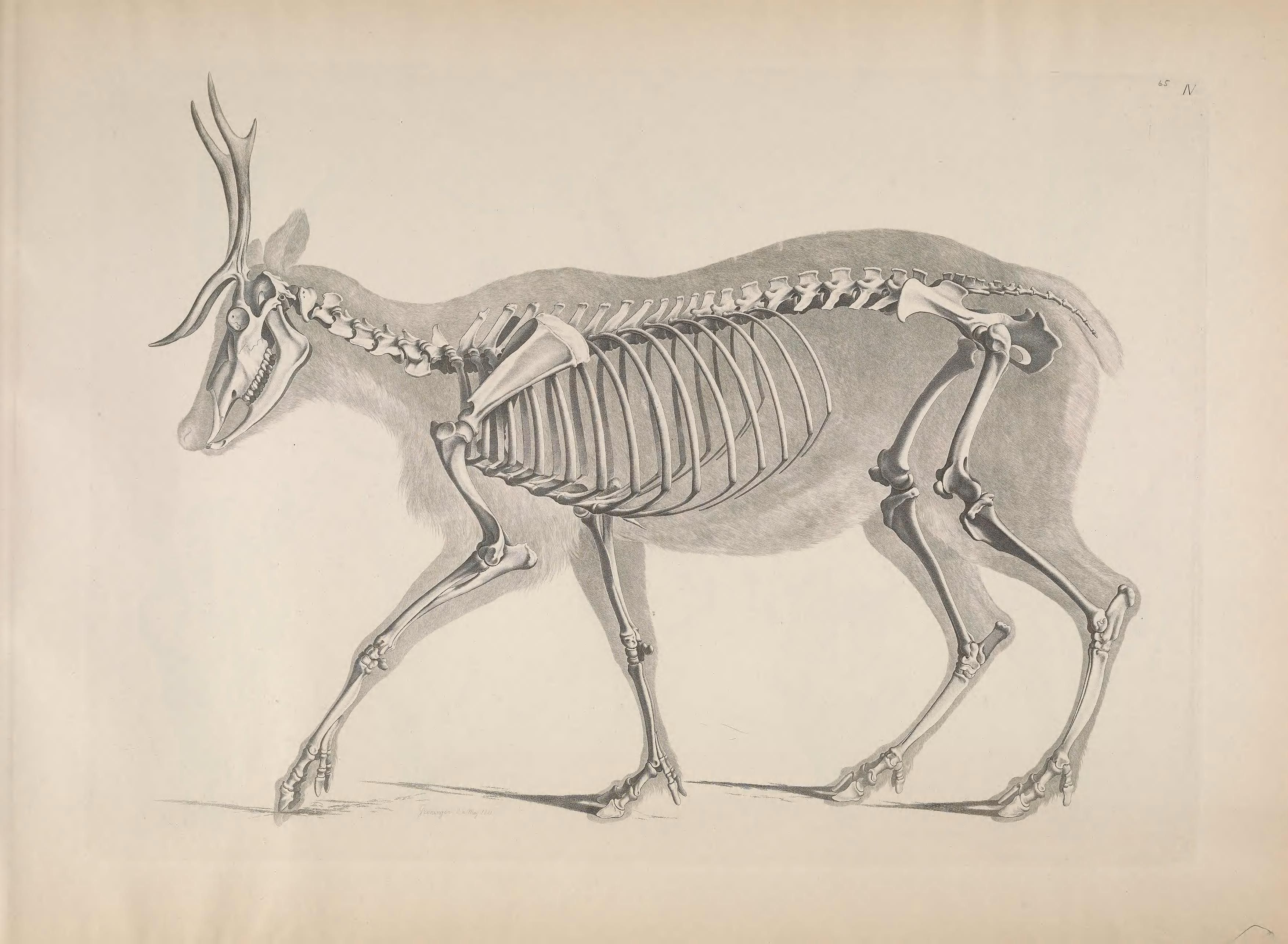 Vintage anatomical illustration of a deer skeleton with antlers, showcasing the complete skeletal structure from the skull to the hooves.