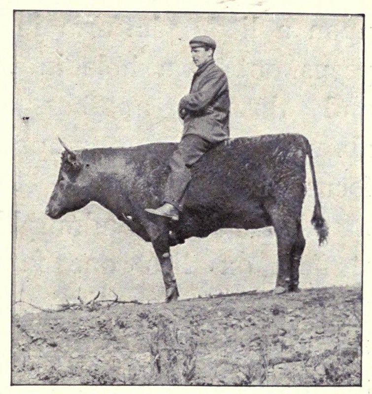 A vintage black and white photograph of a man riding a cow in a field.