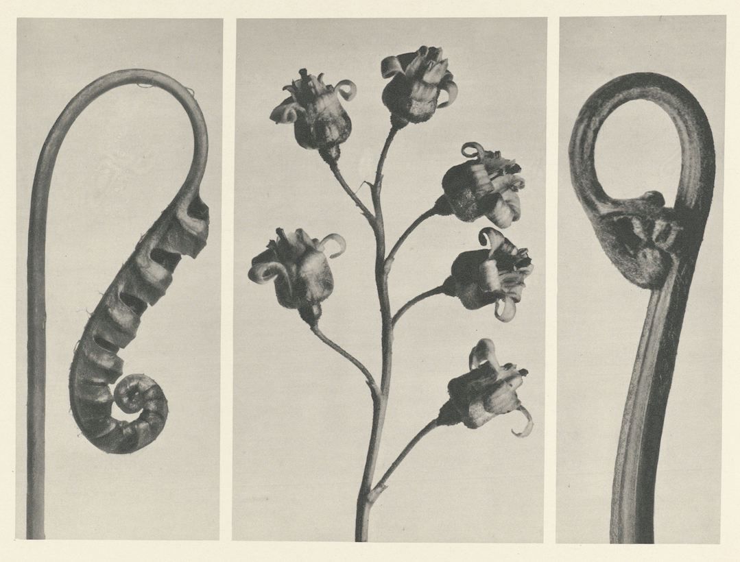 Vintage botanical illustration of a fern's unfurling process in three panels.