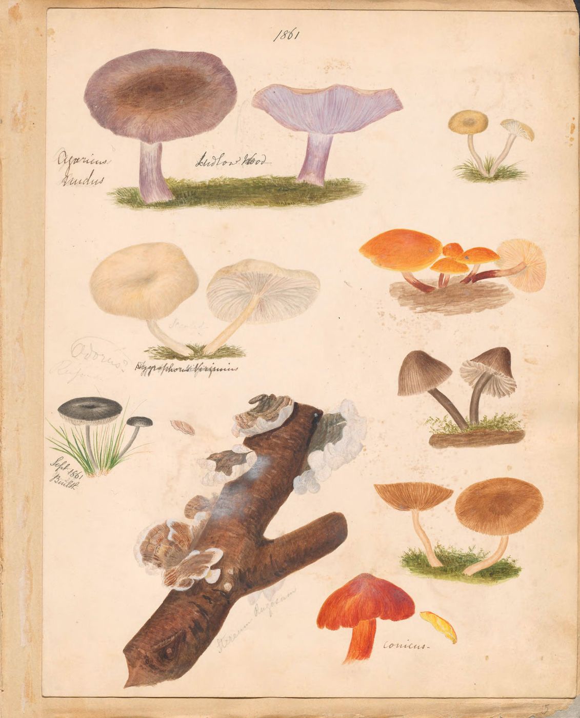 A vintage botanical illustration of various mushrooms and a branch with fungi growing on it.