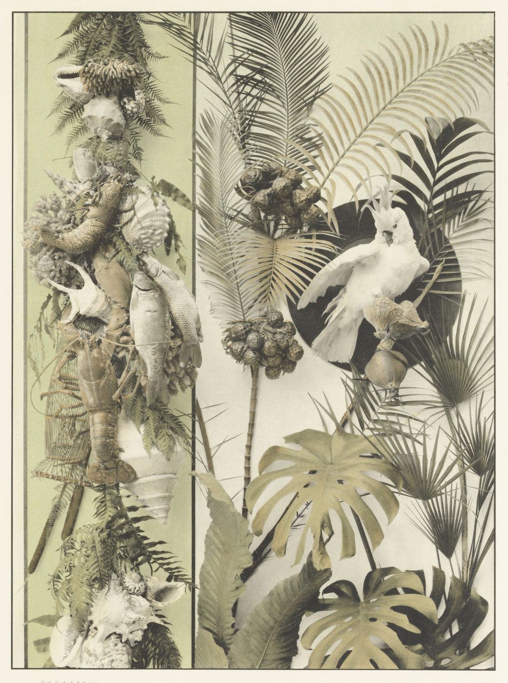 Vintage botanical collage with a human figure blended with tropical foliage.