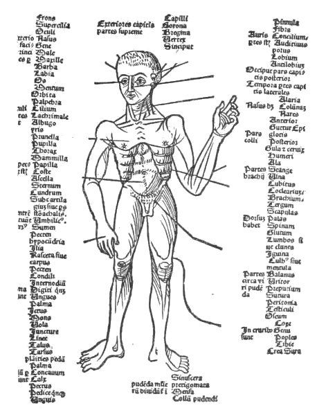 Vintage anatomical illustration of a human figure with labeled body parts in Latin.