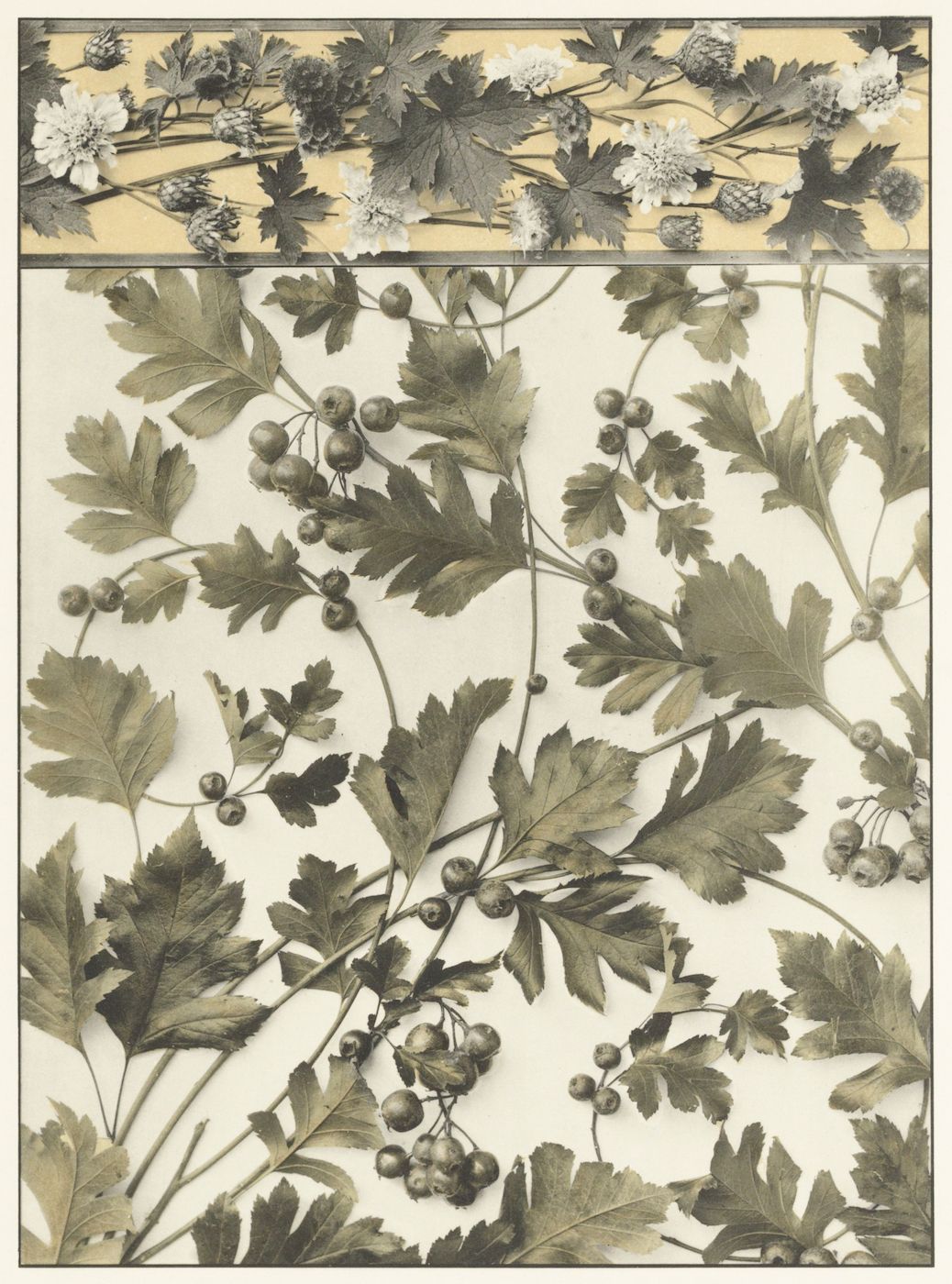 Botanical illustration of a plant with green leaves and dark berries.