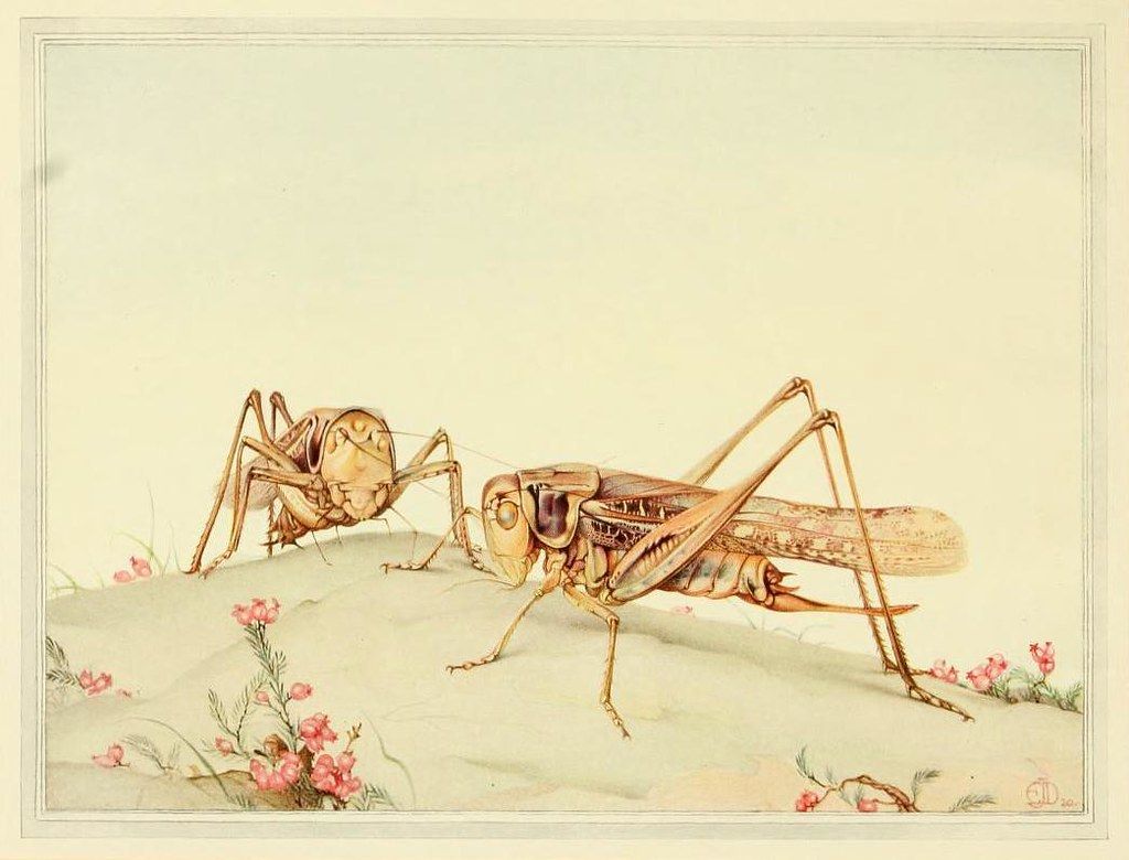 A detailed watercolor painting of two grasshoppers and some small pink flowers.