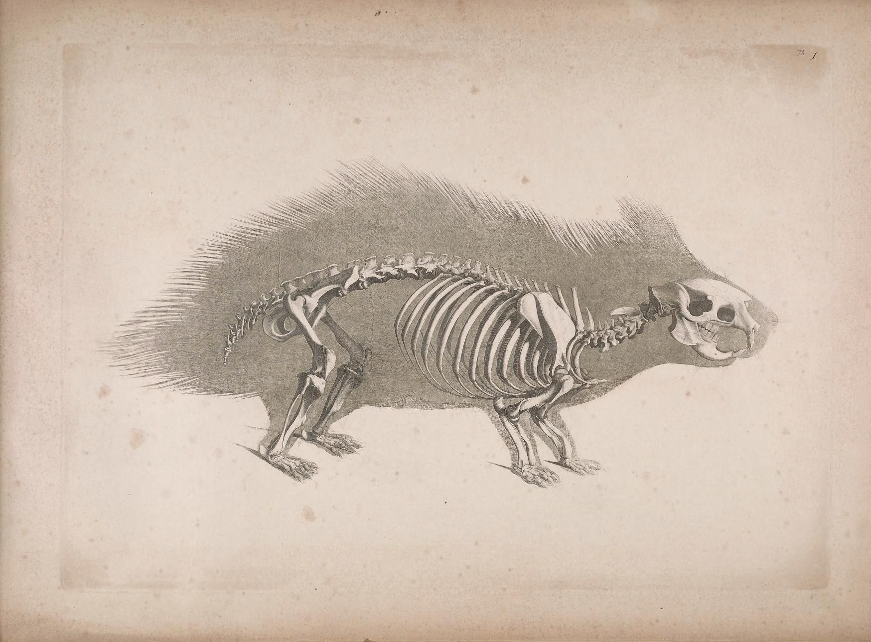 Vintage illustration of a porcupine skeleton.