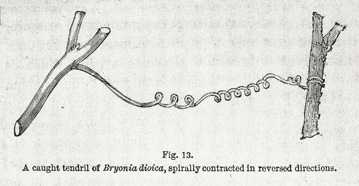 A vintage botanical illustration of a tendril of *Bryonia dioica* spirally contracted in reversed directions around two stems.