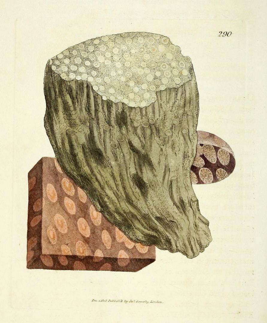 Vintage illustration of a coral specimen on a patterned base.