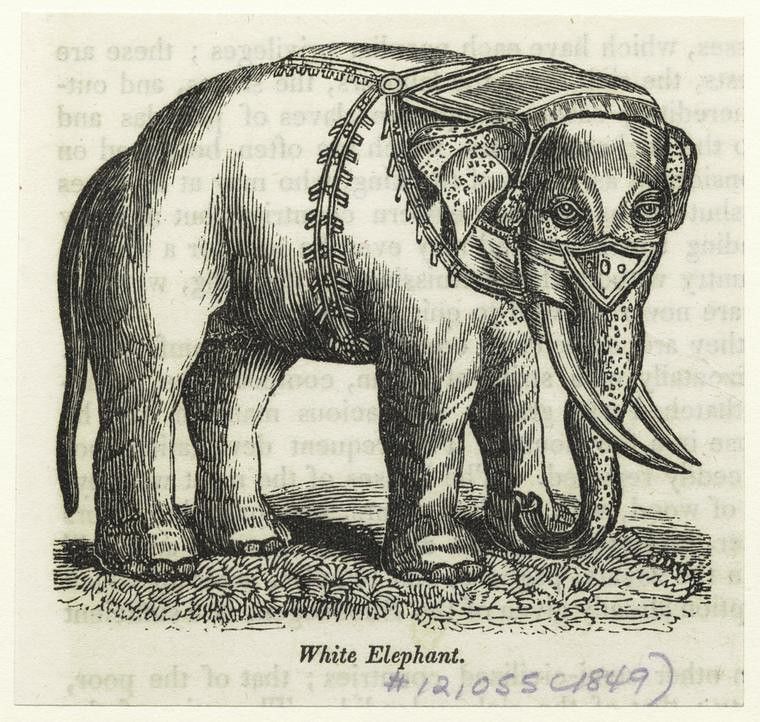 Vintage illustration of a white elephant with decorative harness.