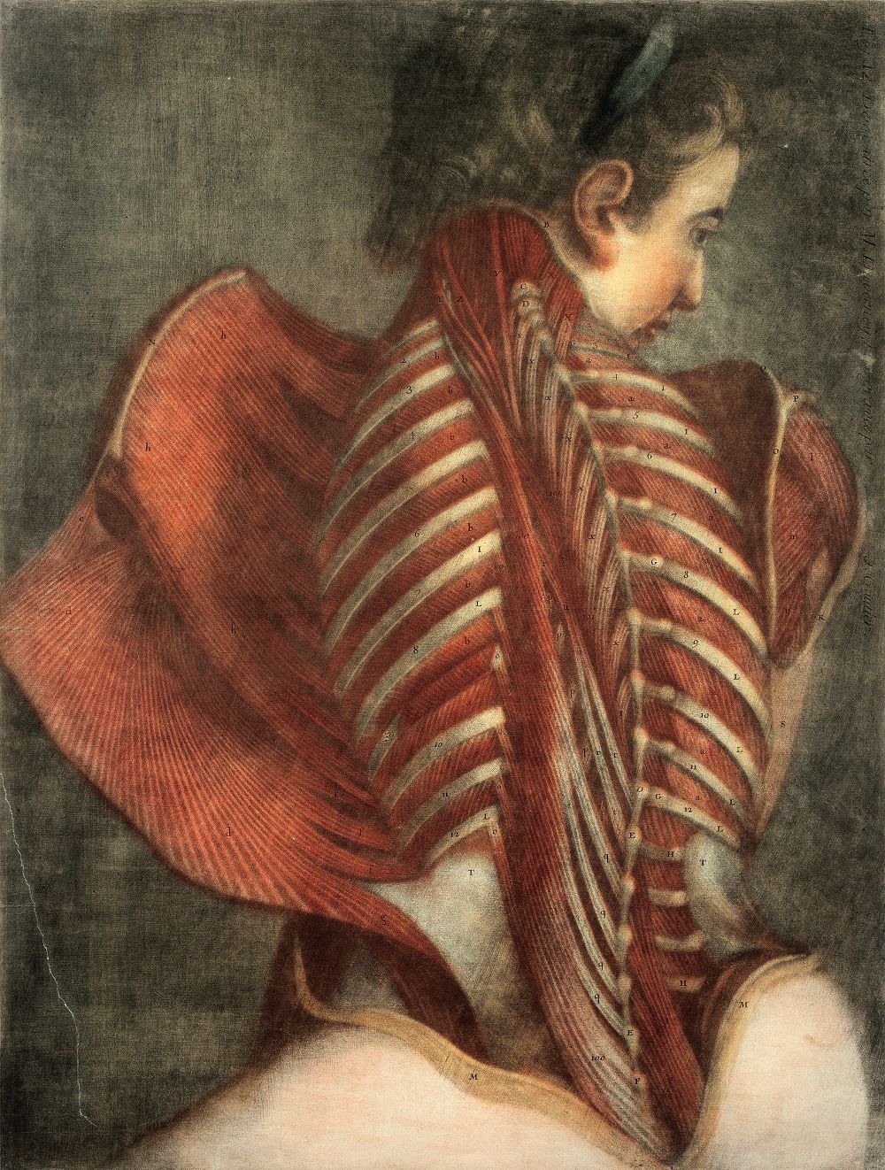 Vintage anatomical illustration of a person's back with detailed muscles, ribs, and spine, labeled with letters.