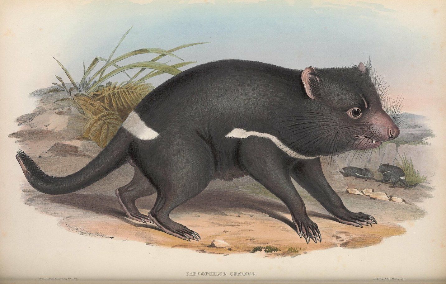 Vintage lithograph of a Tasmanian devil walking on rocky ground with grass in the background.