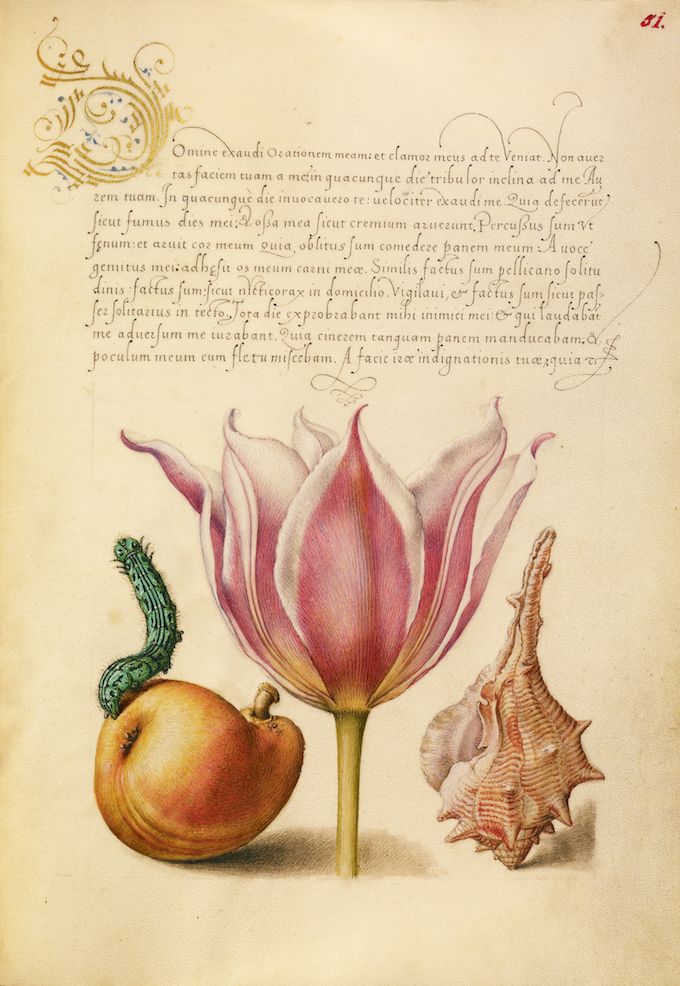 A detailed botanical illustration on an aged page featuring a pink tulip, an orange vegetable with a green caterpillar, and two seashells, all surrounded by ornate handwritten text.