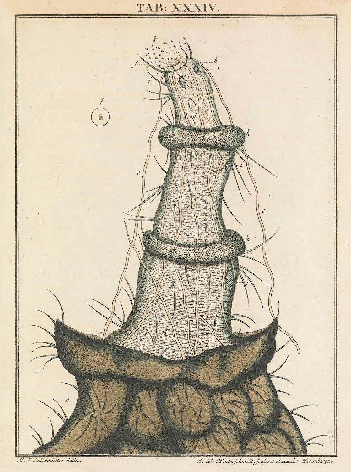 Vintage botanical illustration of a plant with a bulbous base, tall stem, and small flower, with an insect nearby. The illustration is labeled with letters and includes artist and publisher information.