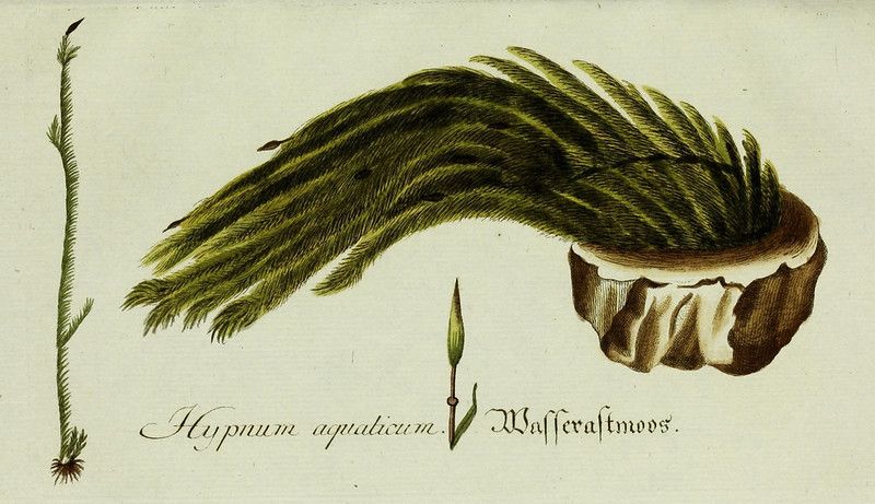 Vintage botanical illustration of Hypnum aquaticum (fountain moss) with detailed drawings of the plant's structure and growth pattern.