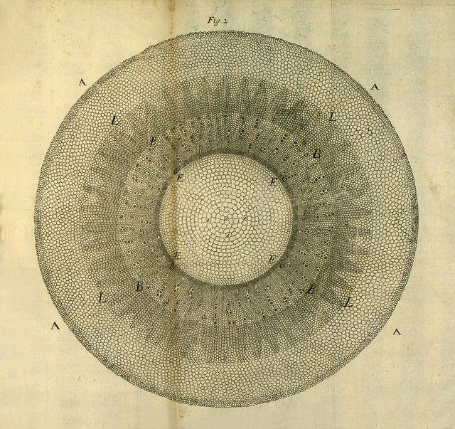 Vintage scientific diagram of a circular arrangement of dots, labeled with letters A, B, E, L, and P.