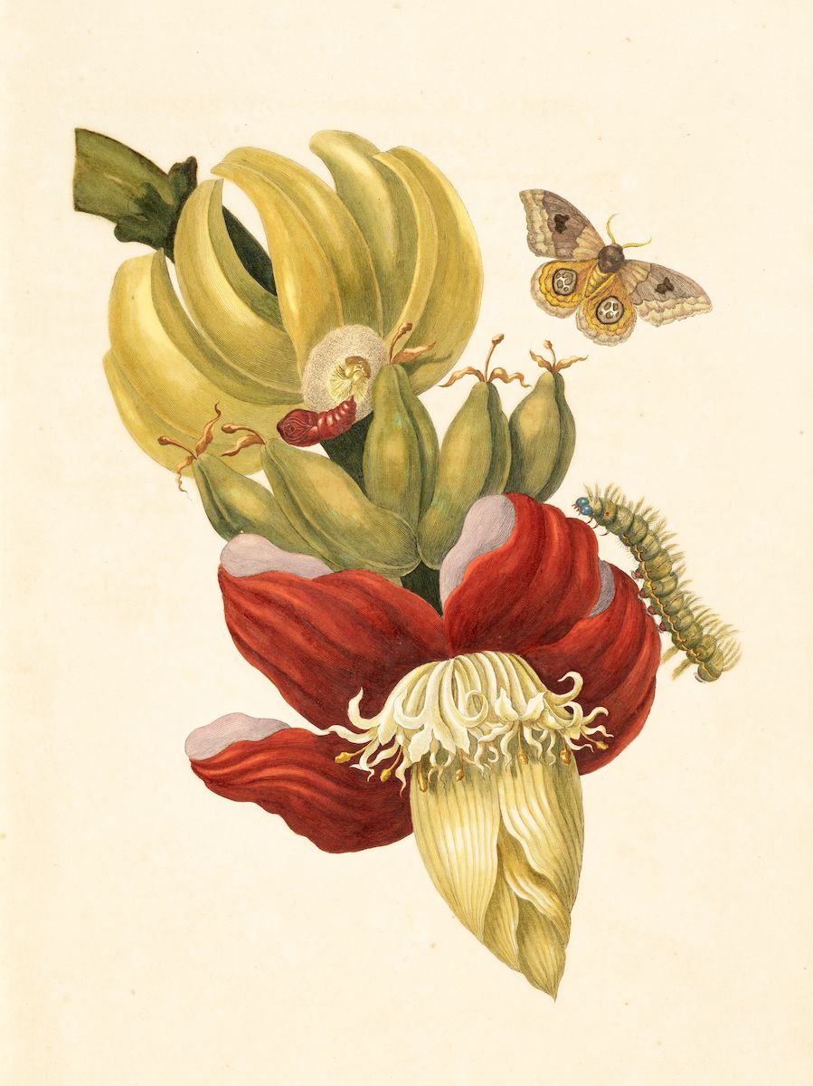 Vintage botanical illustration of a banana flower with a moth and caterpillar.