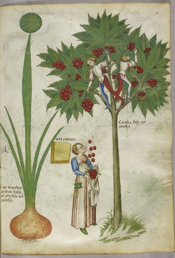 A medieval manuscript illustration depicting a woman collecting fruit from a tree while two men pick fruit from the branches. A large plant stands to the left, and a book rests at the base of the tree.