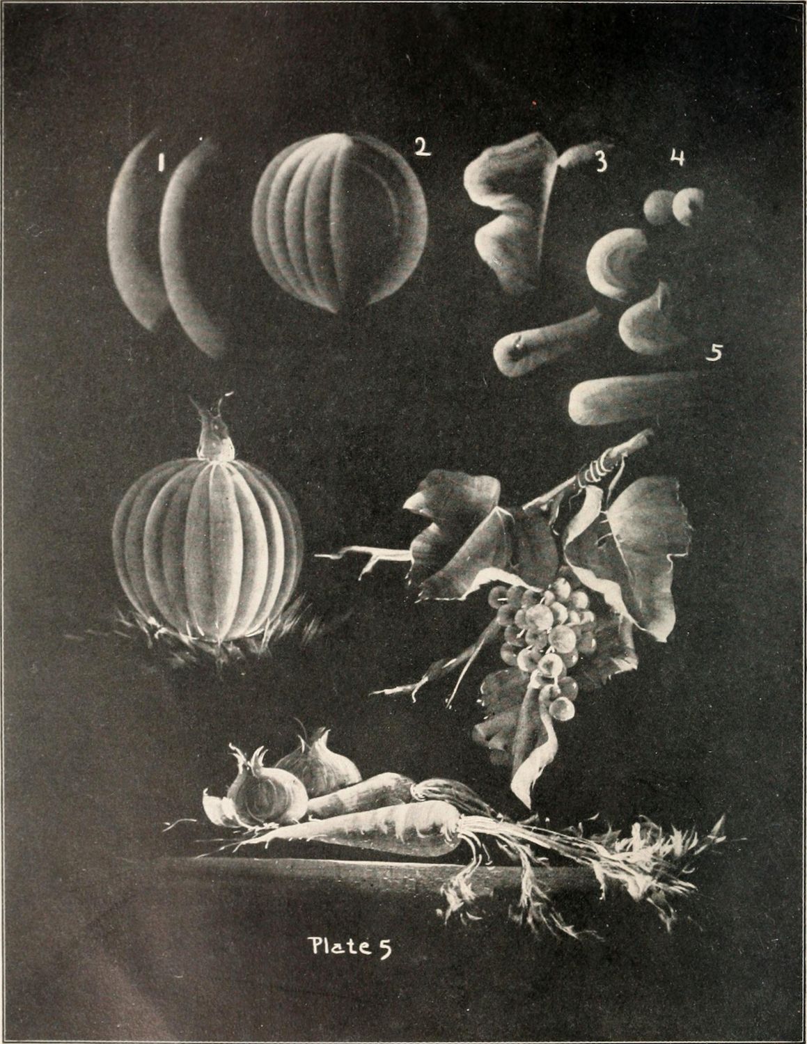 A vintage black and white botanical illustration depicting the stages of plant growth, from a small bulb to a fully grown plant with leaves, stems, and flowers.