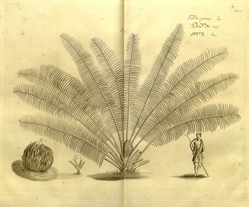 Vintage botanical illustration of a large fan-shaped plant with a person and seed pod.