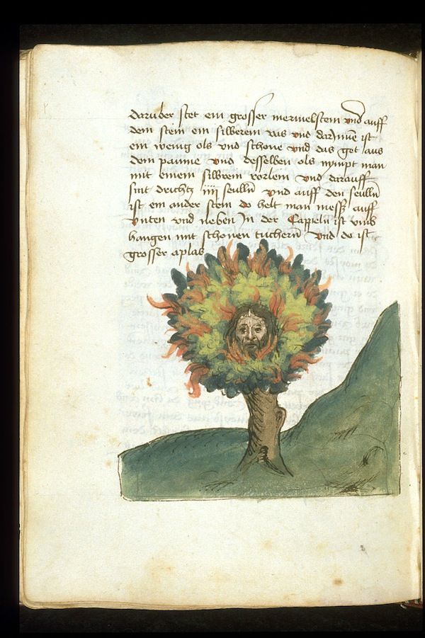 A page from an old book with handwritten text and an illustration of a tree with fiery orange-red foliage.