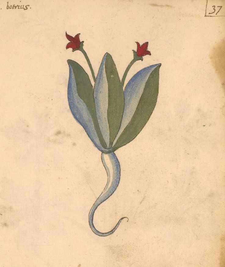 A vintage watercolor illustration of a fantastical plant with blue-green leaves and red flowers on a cream-colored page.