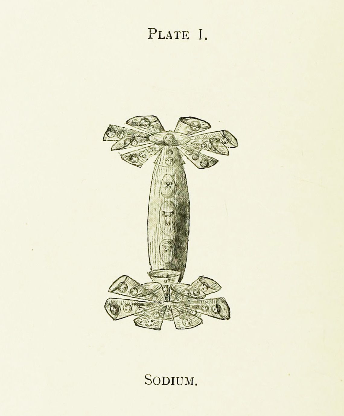 Vintage illustration of sodium metal, depicted as a cylindrical structure with radiating petal-like shapes, labeled 'SODIUM' and 'PLATE I'.