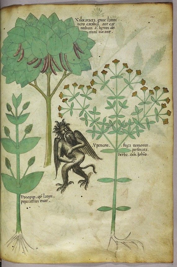 A page from a medieval herbal manuscript featuring detailed botanical illustrations and accompanying text.
