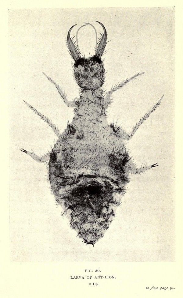 Vintage illustration of an antlion larva, a fuzzy, segmented insect with prominent curved mandibles.