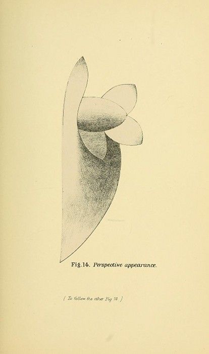 Vintage illustration of a shaded seed or bulb with the caption "Fig. 14. Perspective appearance."