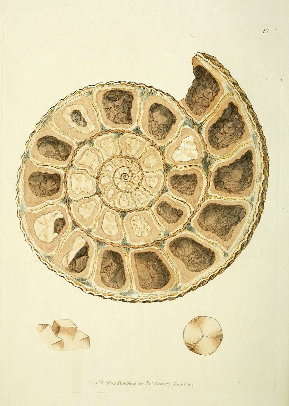Vintage scientific illustration of an ammonite fossil cross-section.