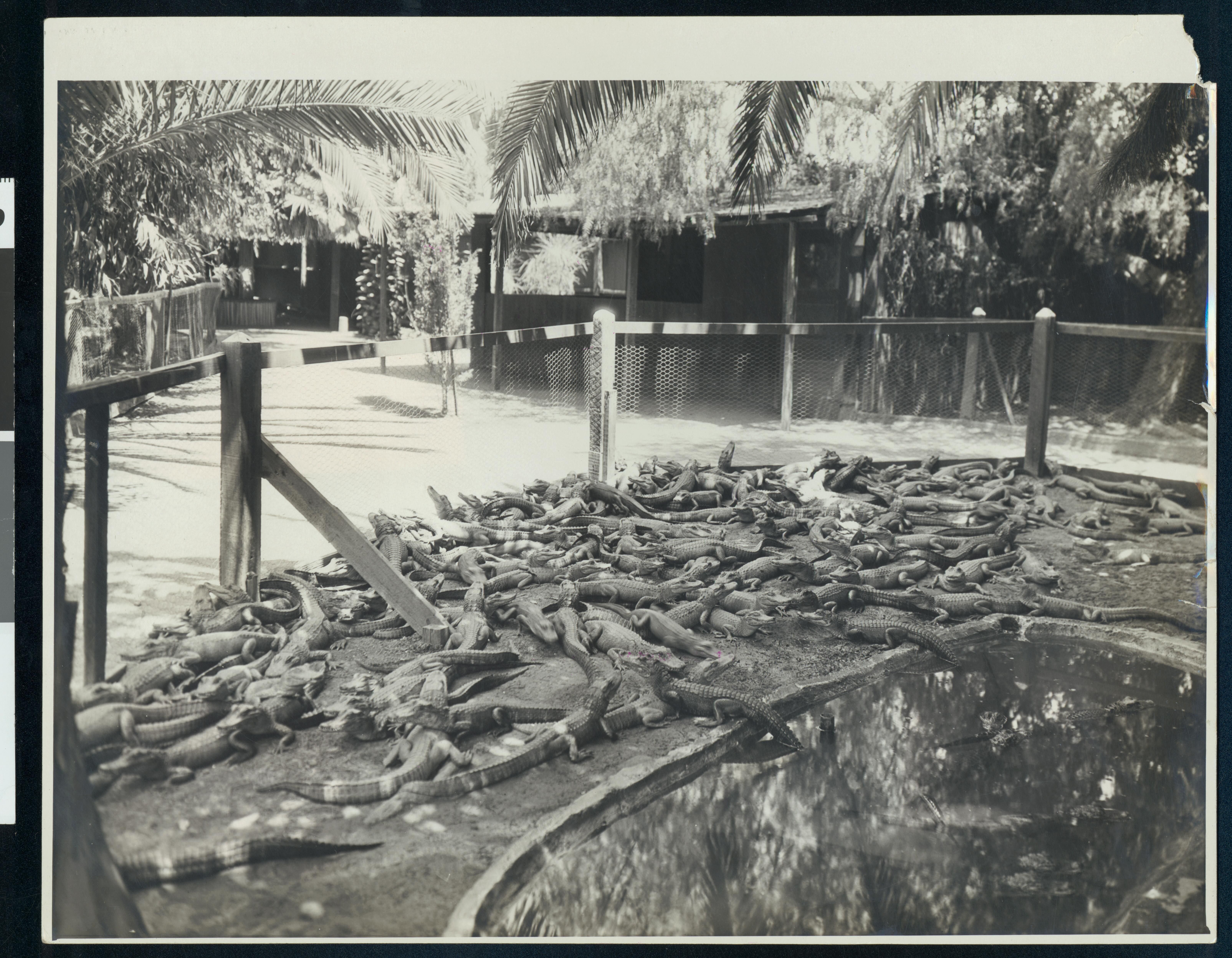 A black and white photograph of a large group of alligators crowded together in a pen, surrounded by a fence and with a building and palm trees in the background.
