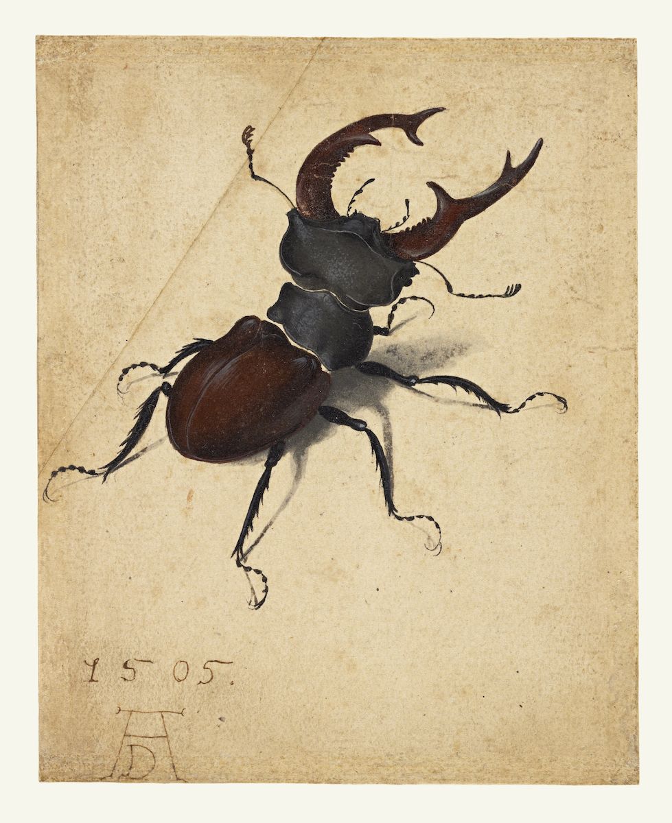 Vintage drawing of a stag beetle on aged paper.