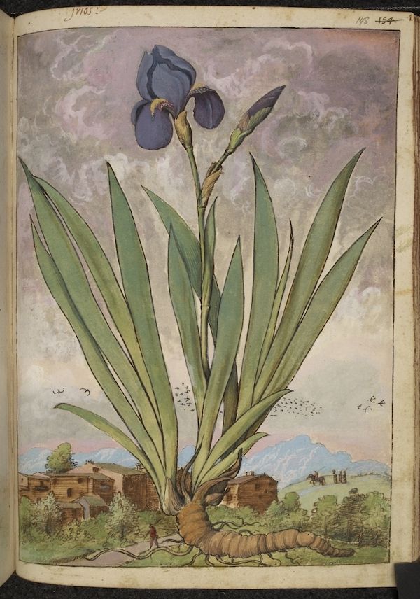 A detailed botanical illustration of an iris plant with a landscape in the background.