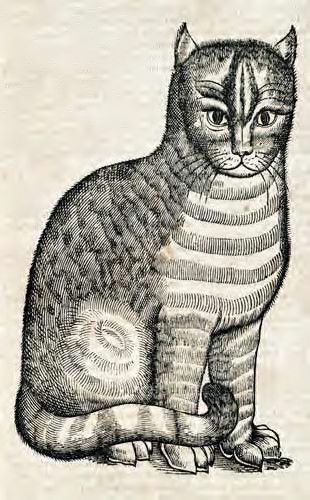 Vintage woodcut illustration of a striped cat standing and facing forward.