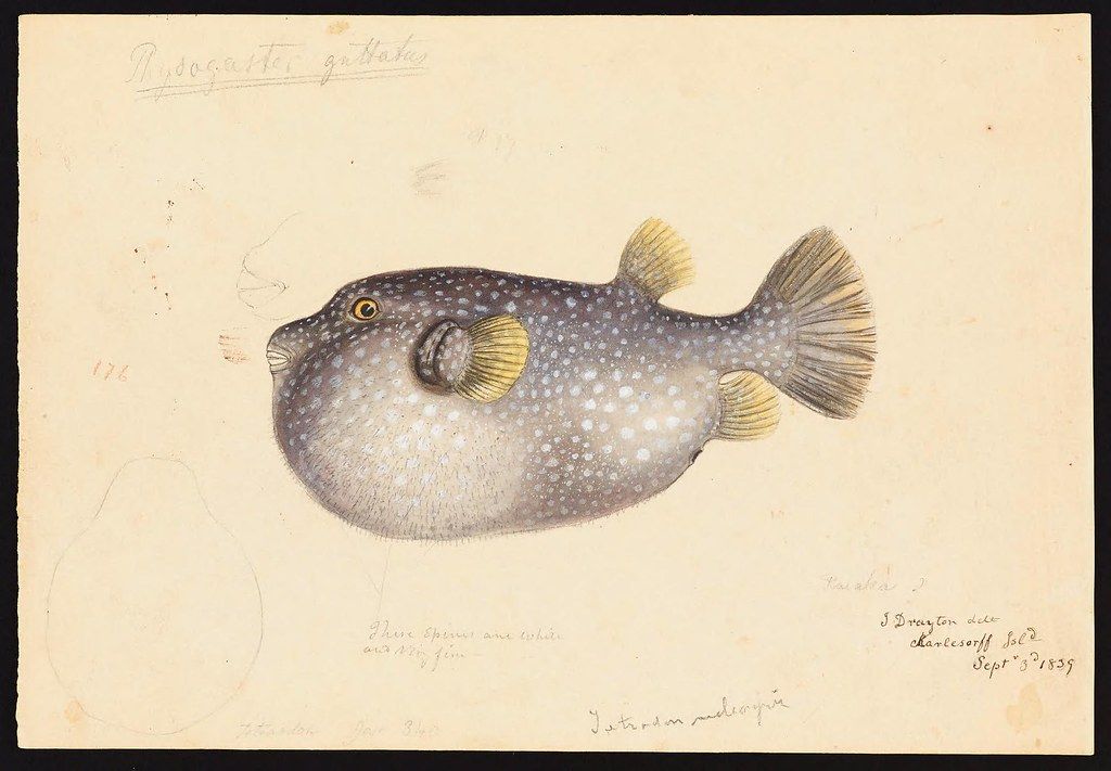 Watercolor painting of a pufferfish with handwritten notes and labels.