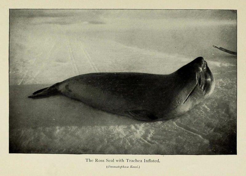 A vintage black and white photograph of a Ross Seal with its trachea inflated, lying on a snowy surface.