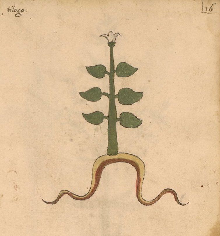 Vintage botanical illustration of a plant with a snake-like root system.