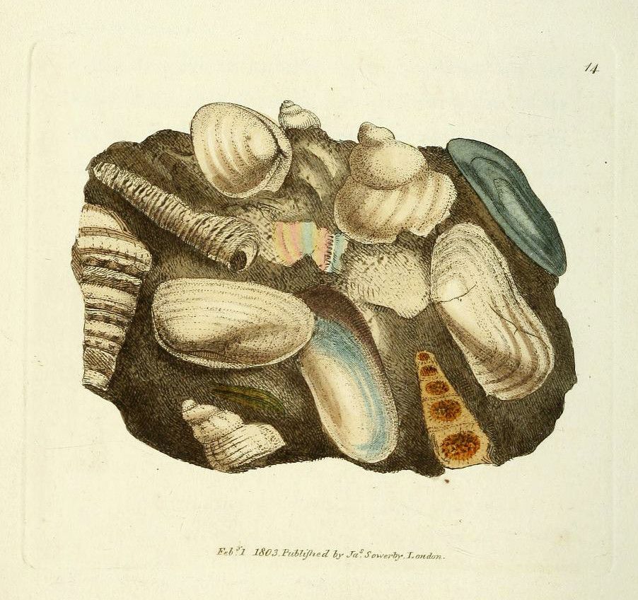 Vintage illustration of a collection of sea shells.