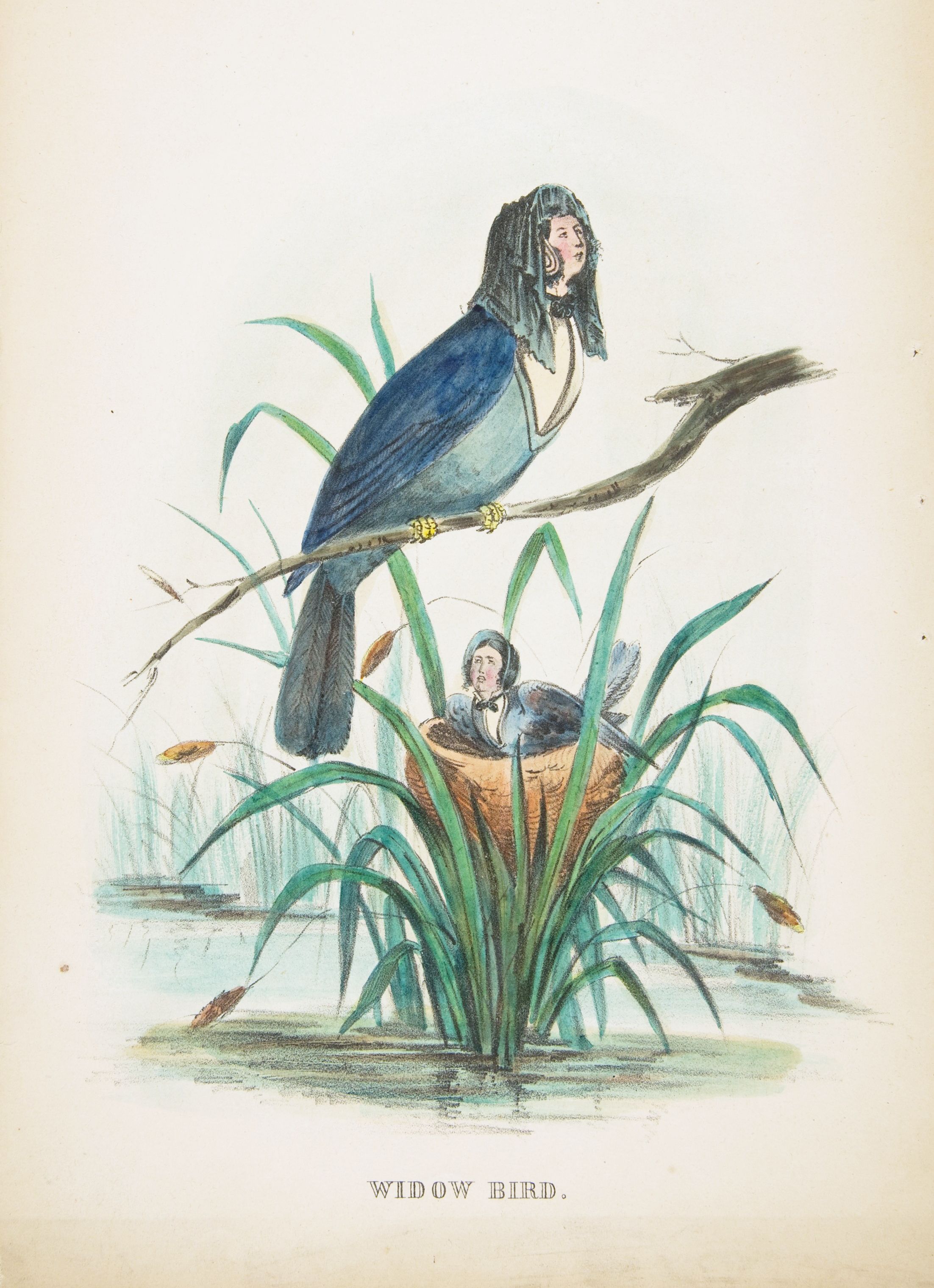 Vintage illustration of a 'Widow Bird' with a human head and a small human figure in its nest, set in a marshy landscape.
