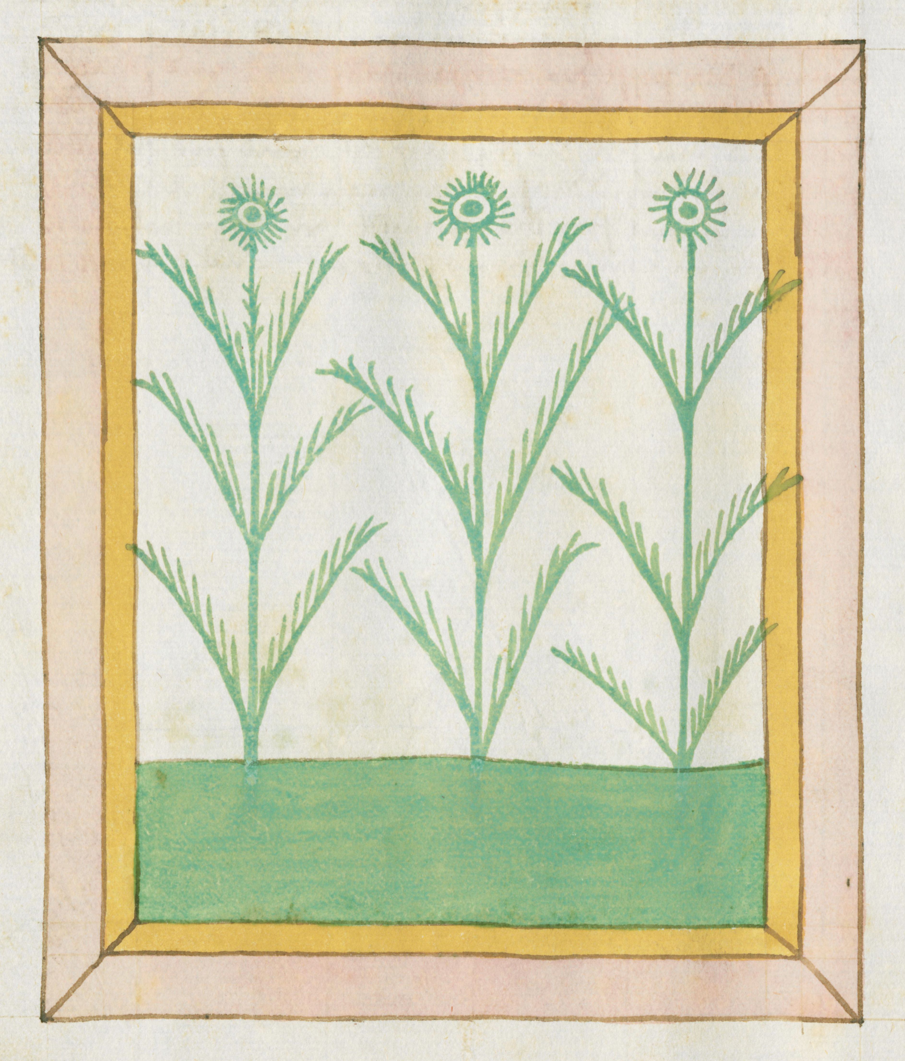 A vintage botanical illustration of three green plants with yellow flower heads, framed by a pink border.