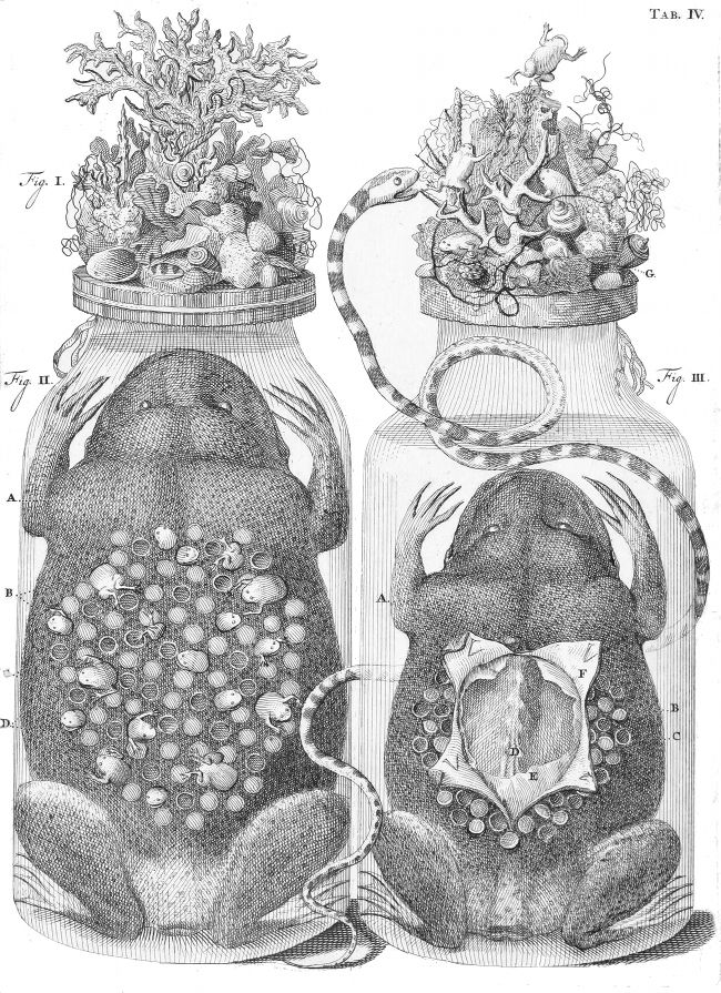 Vintage scientific illustration of a jar containing a plant and anatomical structures.