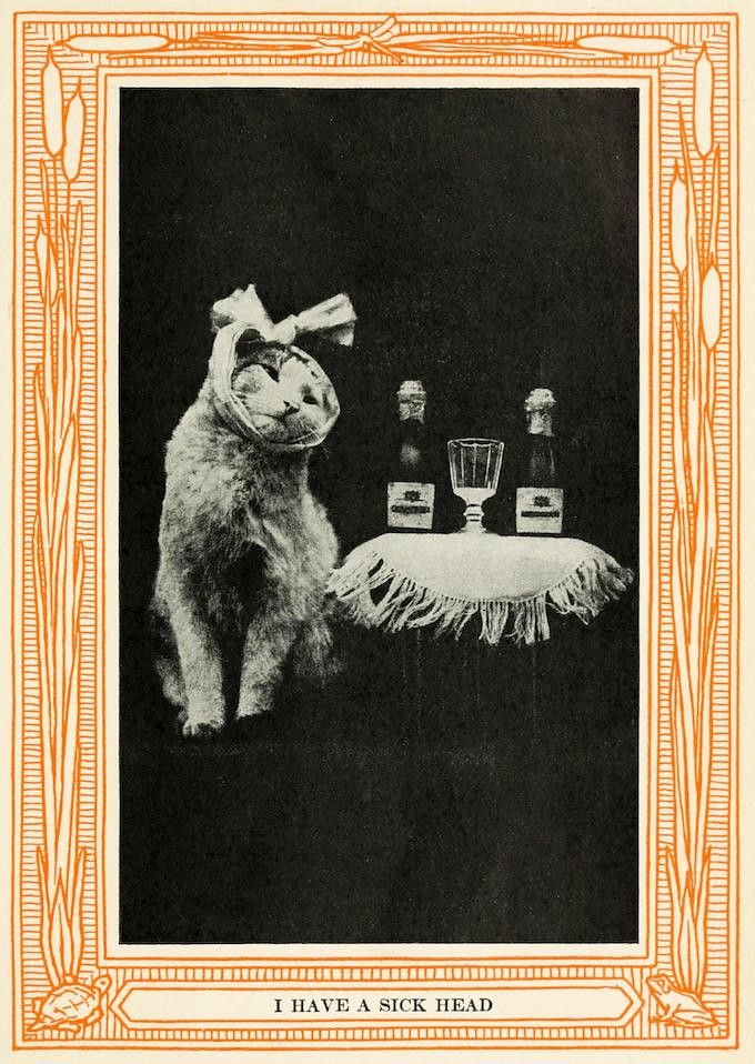 A vintage black and white illustration of a cat wearing a comical headgear, standing before a table with bottles and a goblet. The text 'I HAVE A SICK HEAD' is printed below the image.