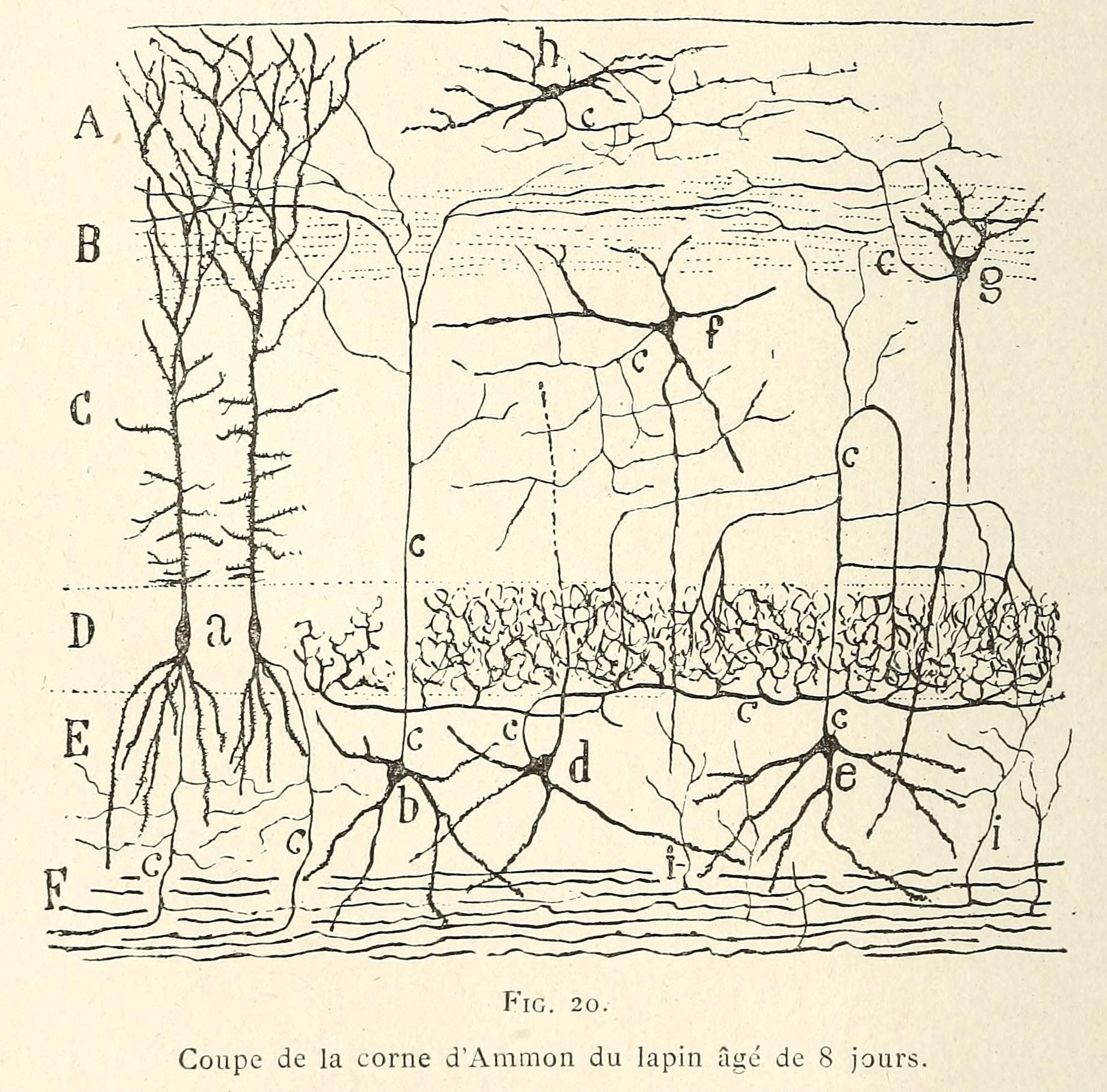 Vintage biological illustration of a cross-section of the Ammon's horn (hippocampus) of an 8-day-old rabbit, showing a dense network of neurons with complex branching dendrites and axons.