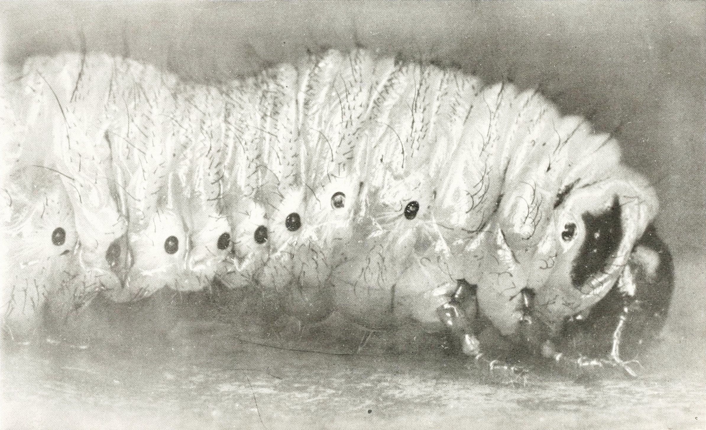 Close-up black and white photograph of a large, fuzzy caterpillar with visible eyes and legs.